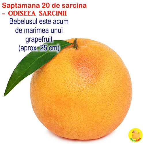 Dimensiunea fatului in saptamana 20 de sarcina