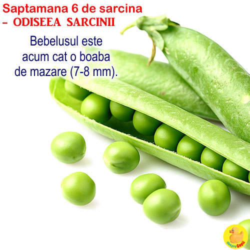 Dimensiunea fatului in saptamana 5 de sarcina